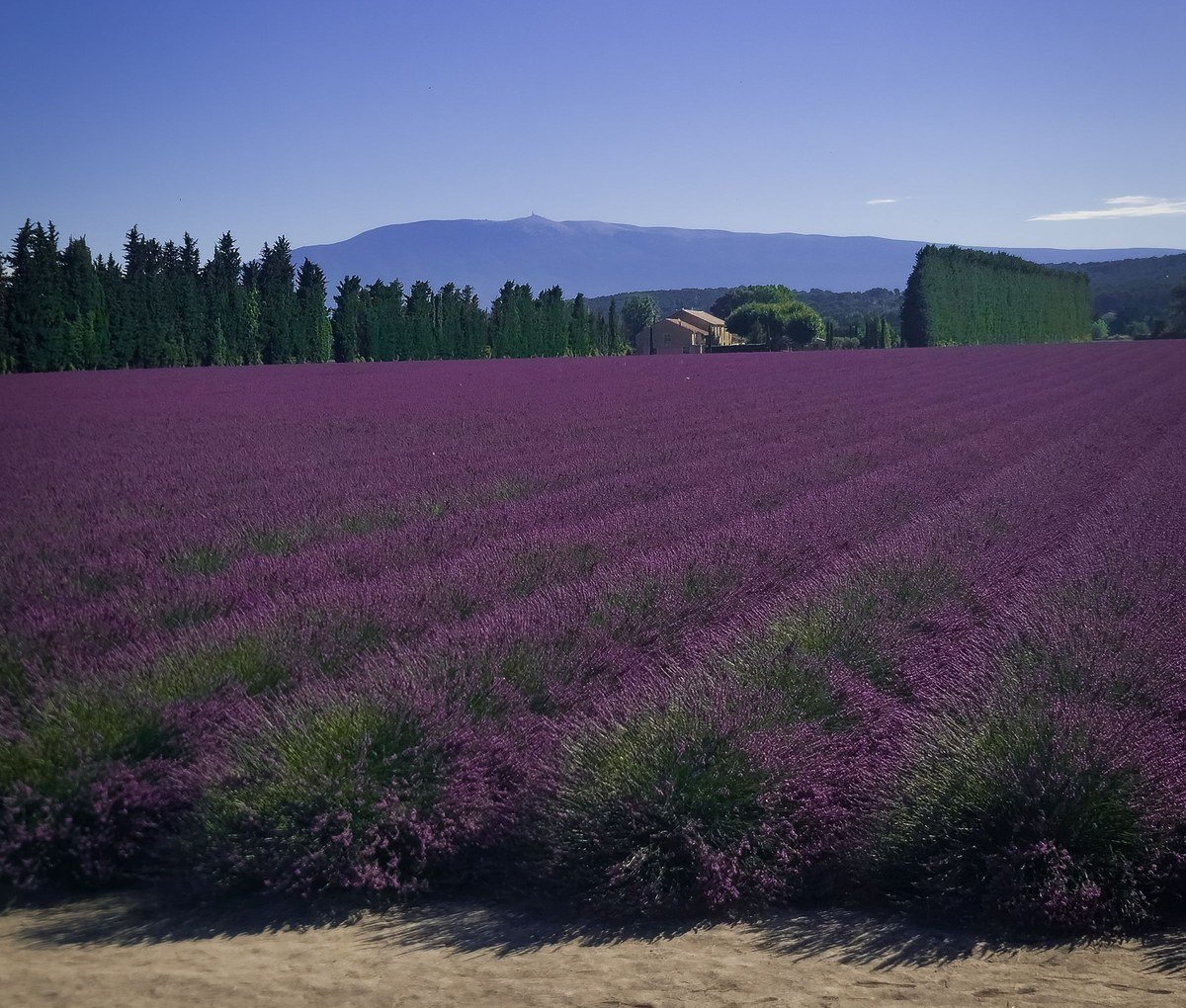 Herbes de Provence